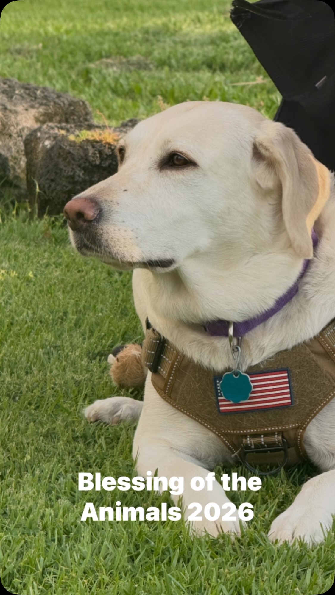 The Blessing of the Animals is a traditional religious ceremony held annually around October 4th to honor St. Francis of Assisi, the patron saint of animals and the environment.